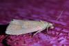 Celypha rosaceana